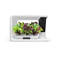 Load image into Gallery viewer, AS9005 Mixed Baby Leafs (8 Capsules)